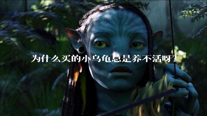 为什么买的小乌龟总是养不活呀？